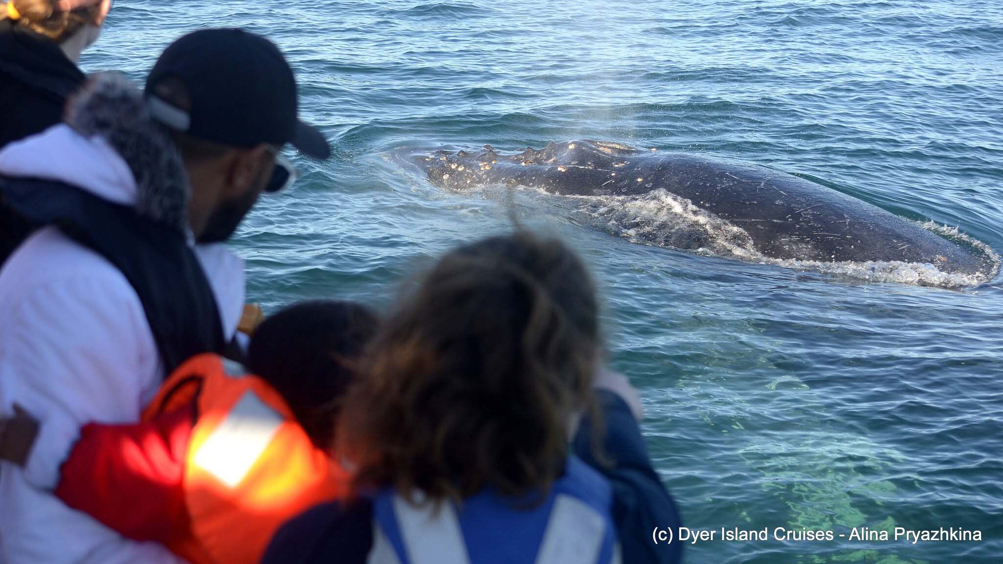 Whale Watching with Dyer Island Cruises