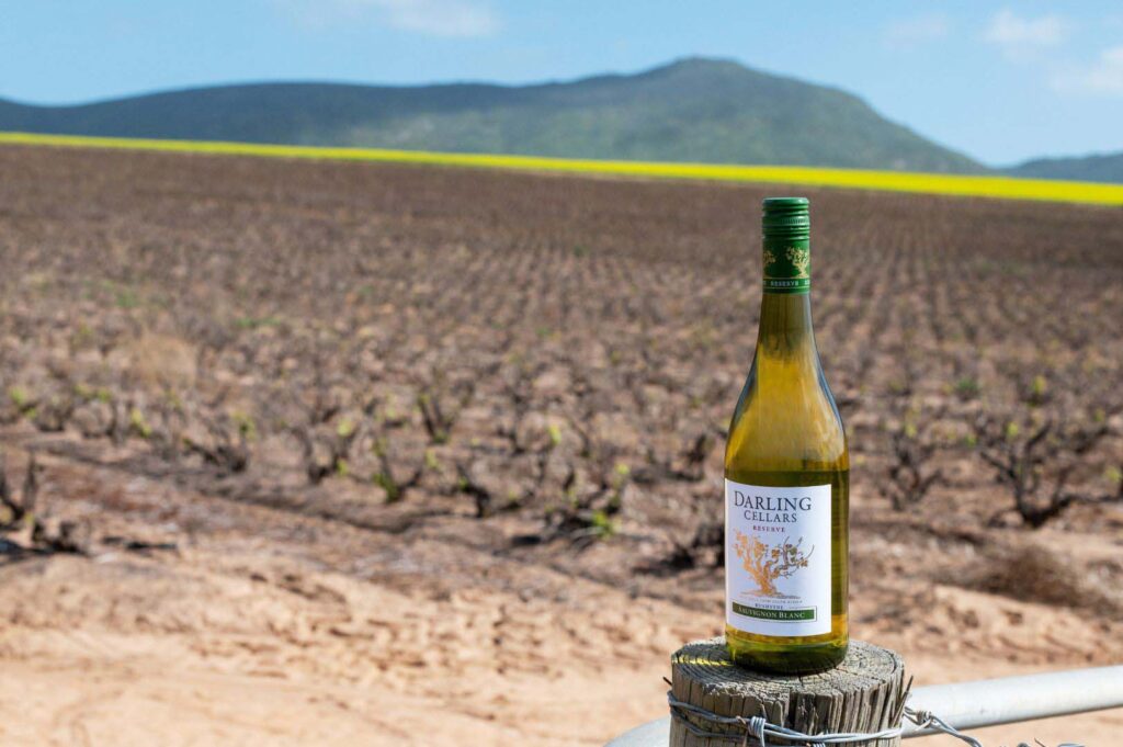 Wine of the Week – Darling Cellars Reserve Bushvine Sauvignon Blanc 2024