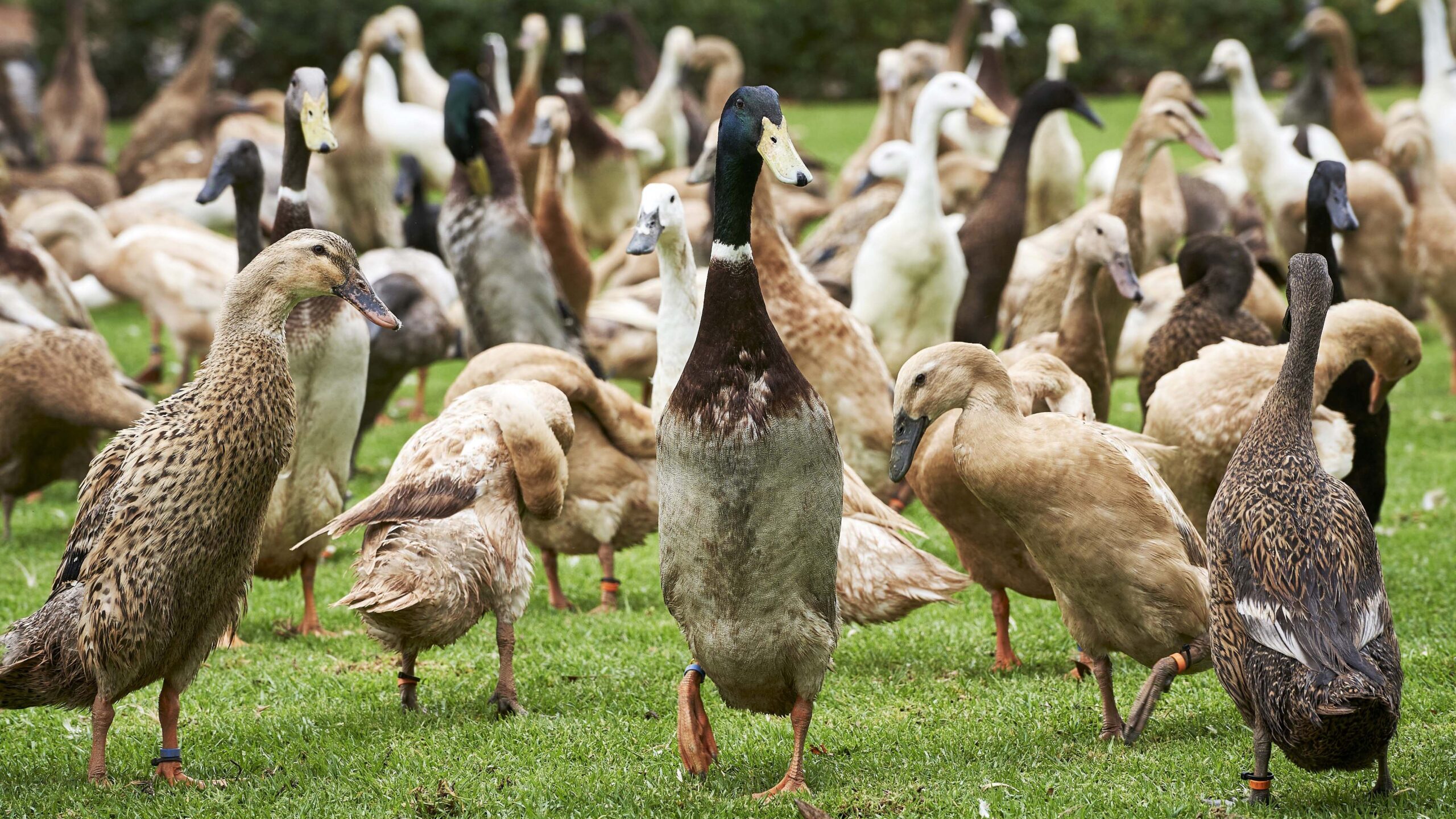 The Famous Indian Runner Ducks