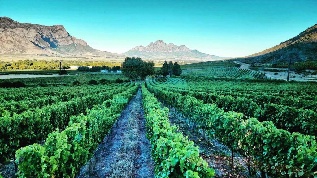 la motte vineyards