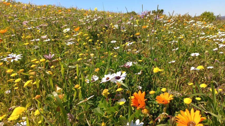 Flowers on the West Coast