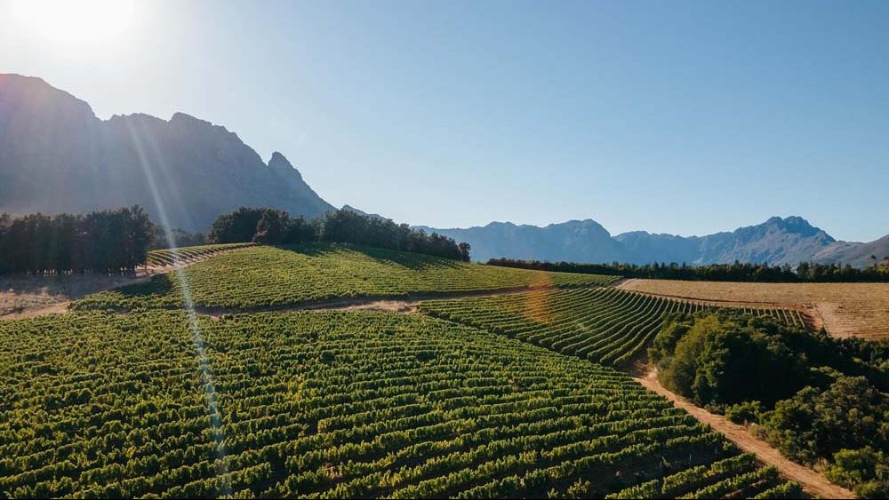 Knorhoek Vineyards
