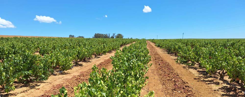 Overhex Vineyards