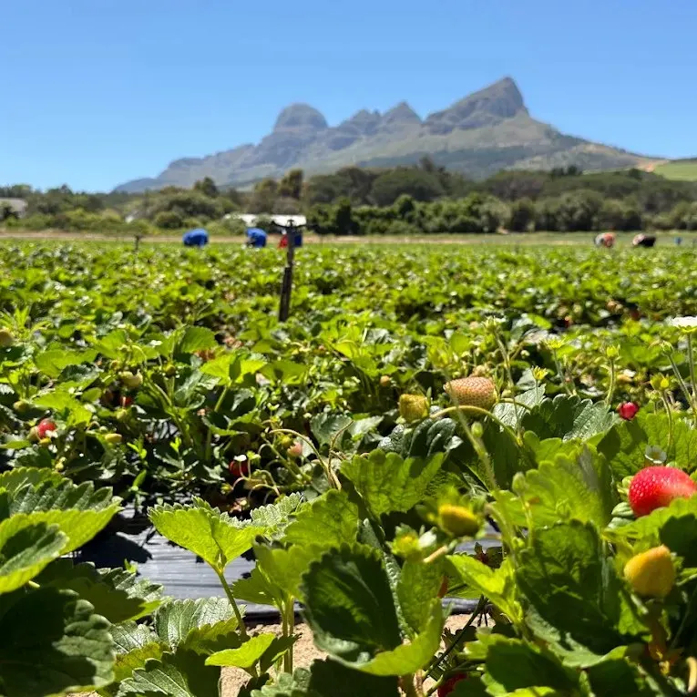 Strawberry Fields on Helderberg Farm