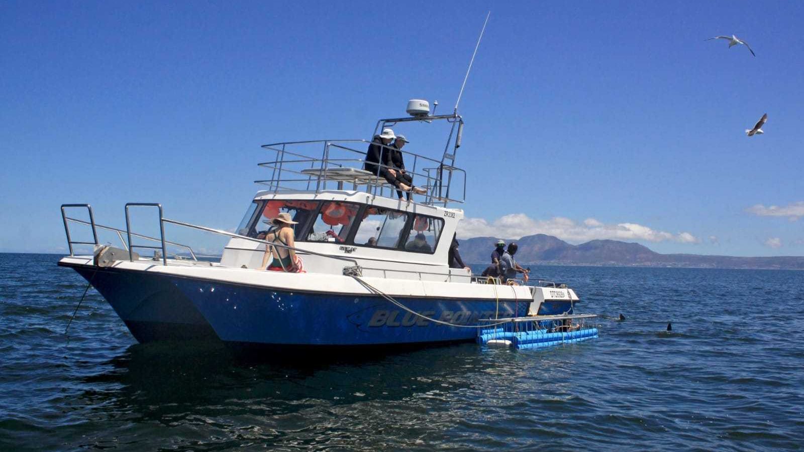 African Shark Eco-Charters