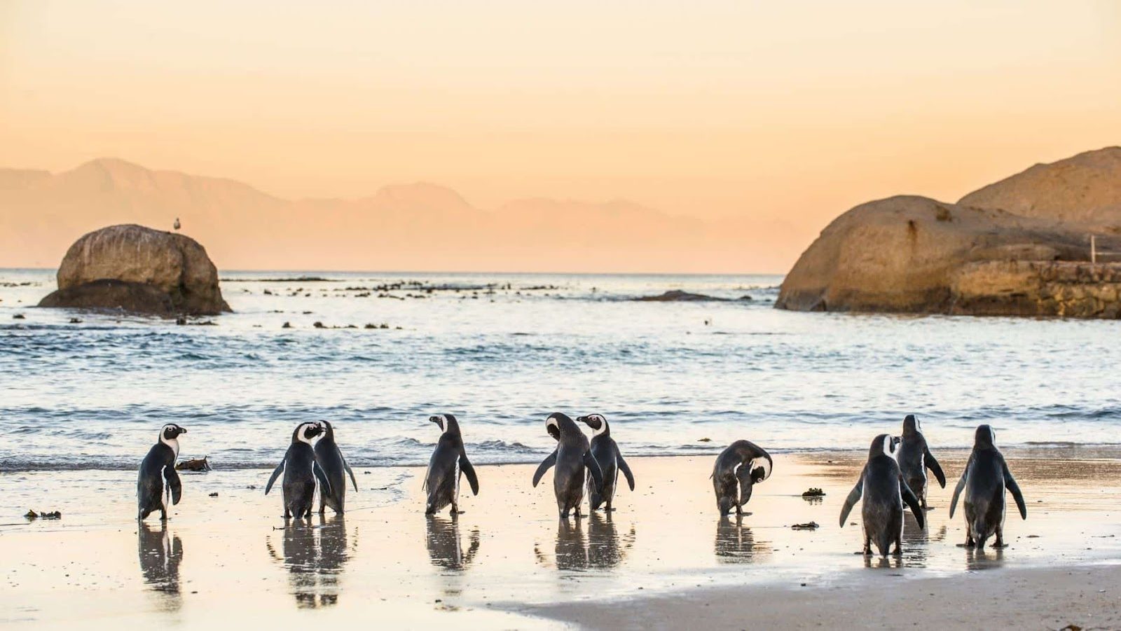 Boulder’s Beach