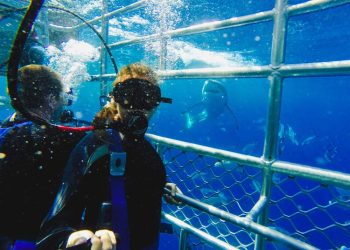 Experience the Thrill of Shark Cage Diving in Cape Town