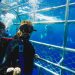 Experience the Thrill of Shark Cage Diving in Cape Town