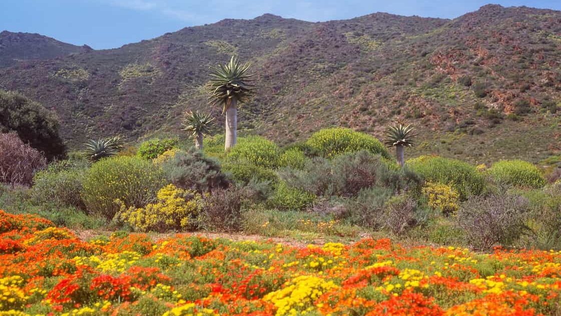 The Karoo Desert National Botanical Garden