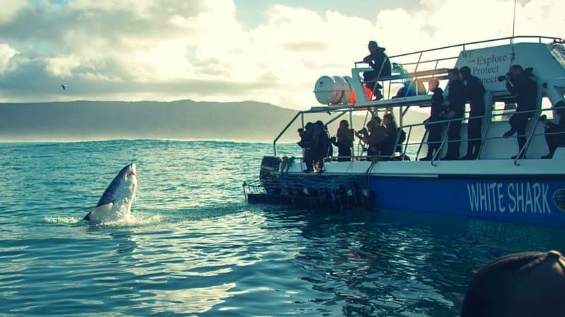White Shark Diving Company