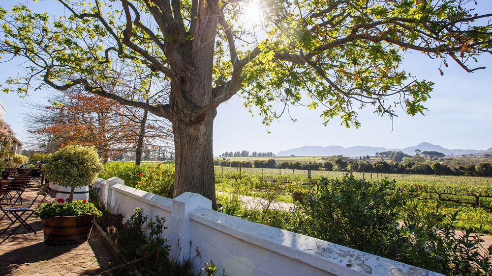 Ken Forrester Vineyards