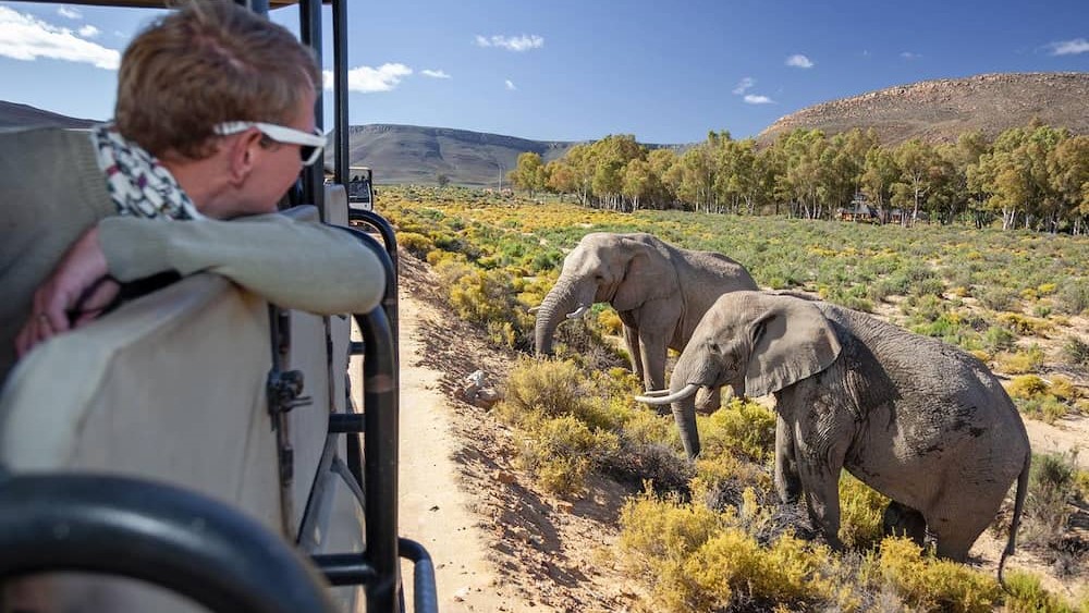 A game drive at Aquila Wildlife Game Reserve