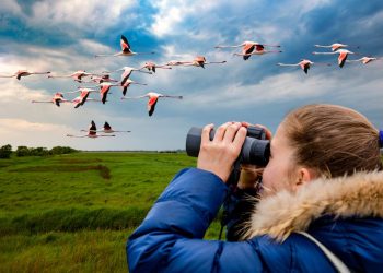 Cape Town bird watching