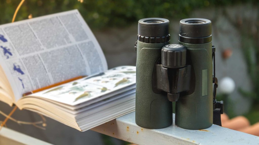 Cape Town bird watching