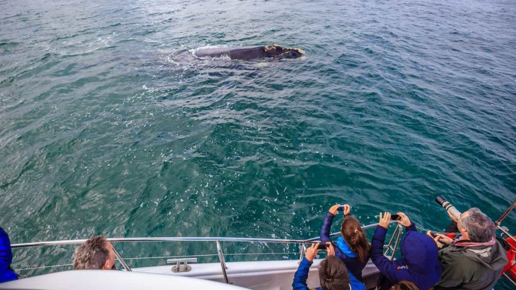 Cape Town marine life whale watching 