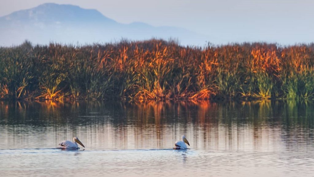 Great pelicans at Strandsfontein Sewage Works