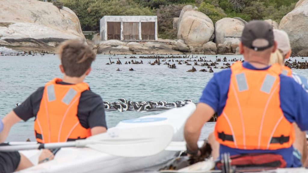 Kayak marine tour 