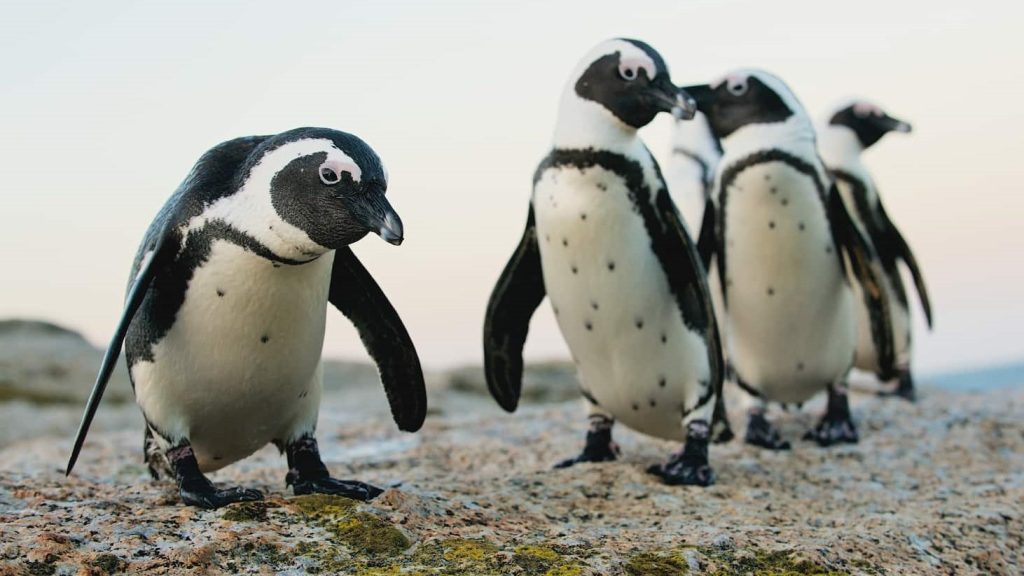 Penguins at Boulder's Beach