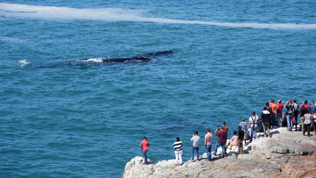 whale watching tour