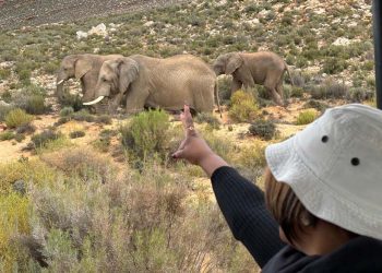 Okapi Tours and Travel