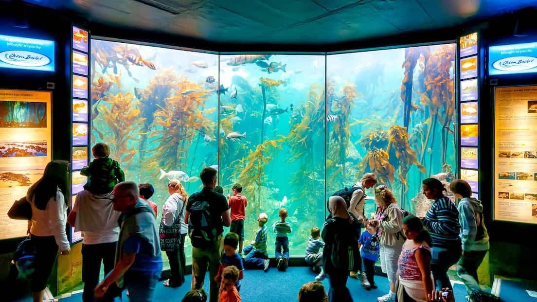 Two Oceans Aquarium Tour, Cape Town