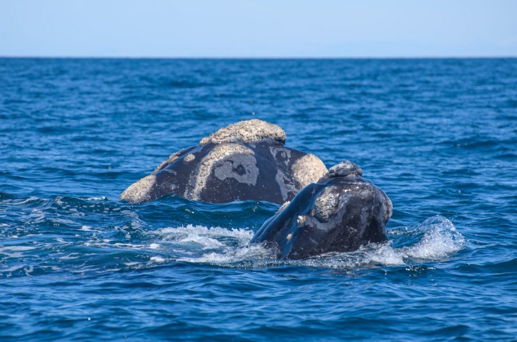 Betty's Bay