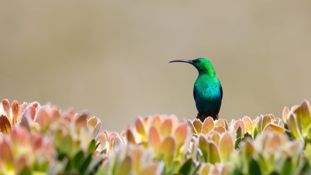 Cape Town wildflowers in spring