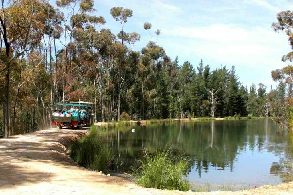 Montagu