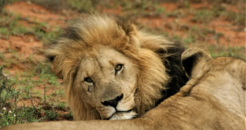 Top 5 Cape Town Safari Tours