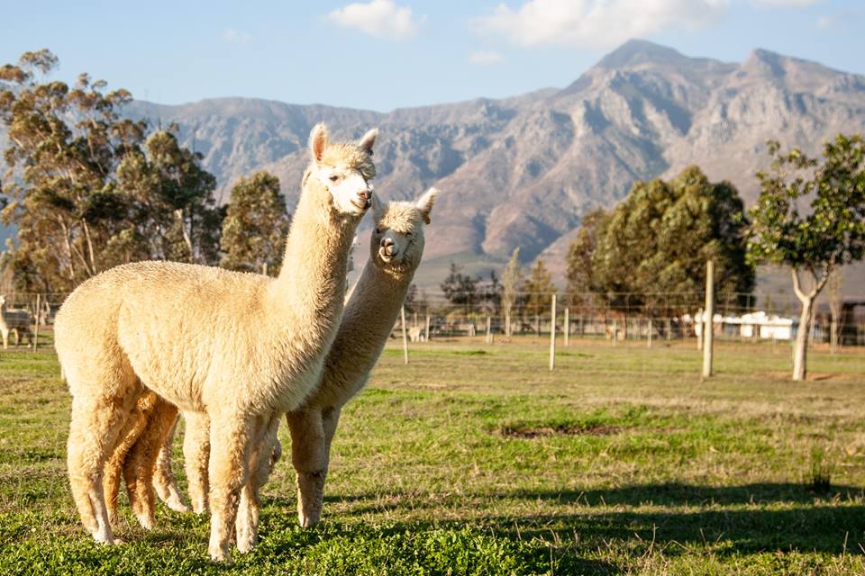 Quenti Alpaca & Mill