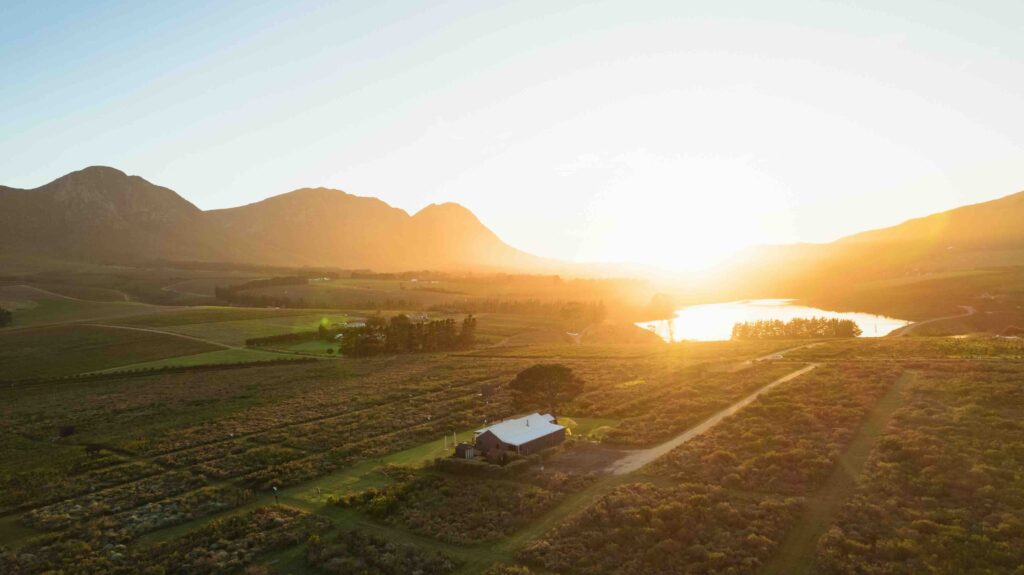 Bosman Family Vineyards
