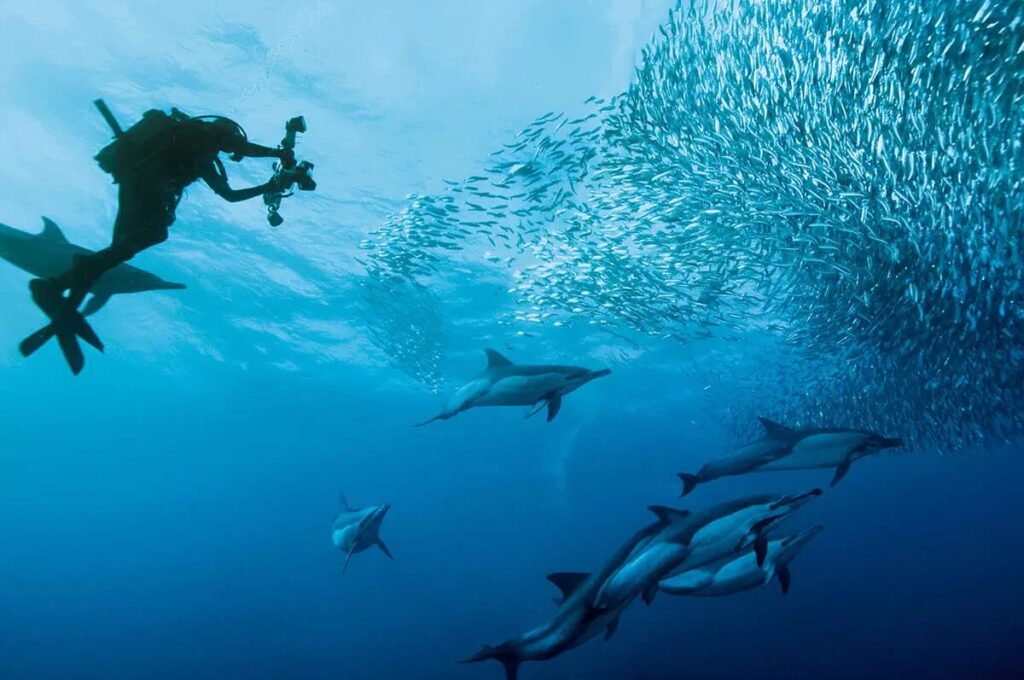 Sardine Run
