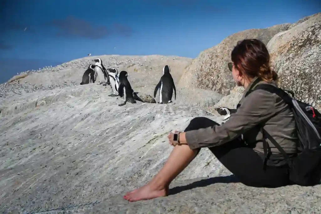 Visit Africa’s Only Penguin Colony at Boulders Beach