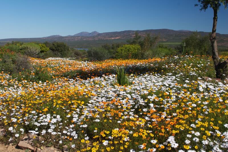 Clanwilliam Wild Flower Show