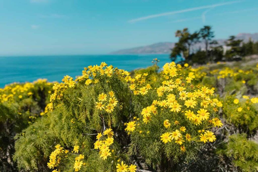 Coastal Blooms