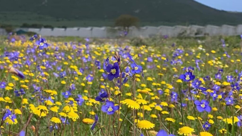 Darling Wildflower Show
