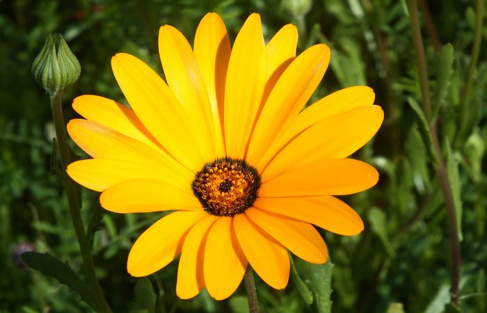 Namaqualand Daisies
