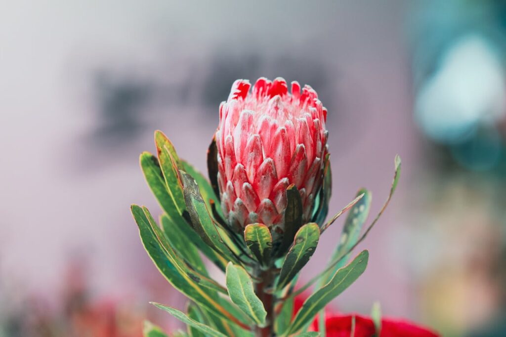 Proteas