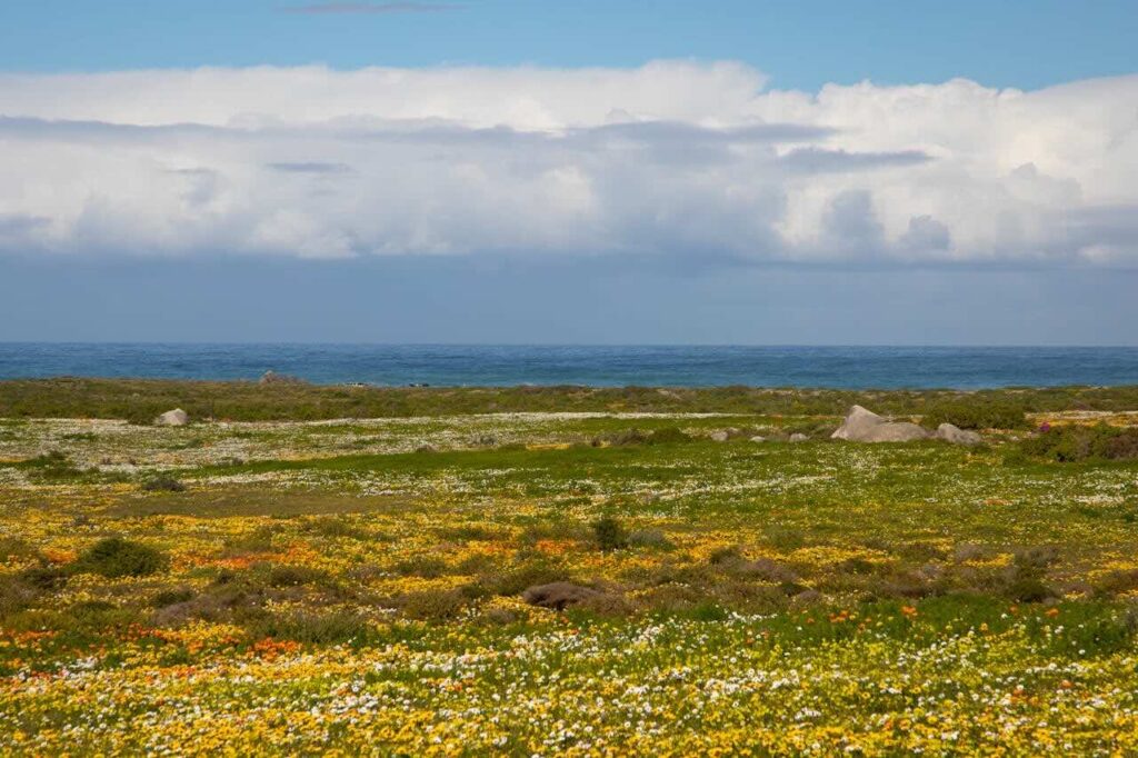 Witness Cape Town's Flower Collection