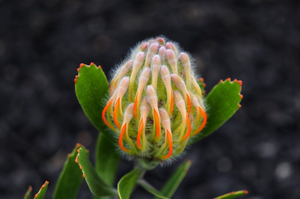 fynbos flower in cape town