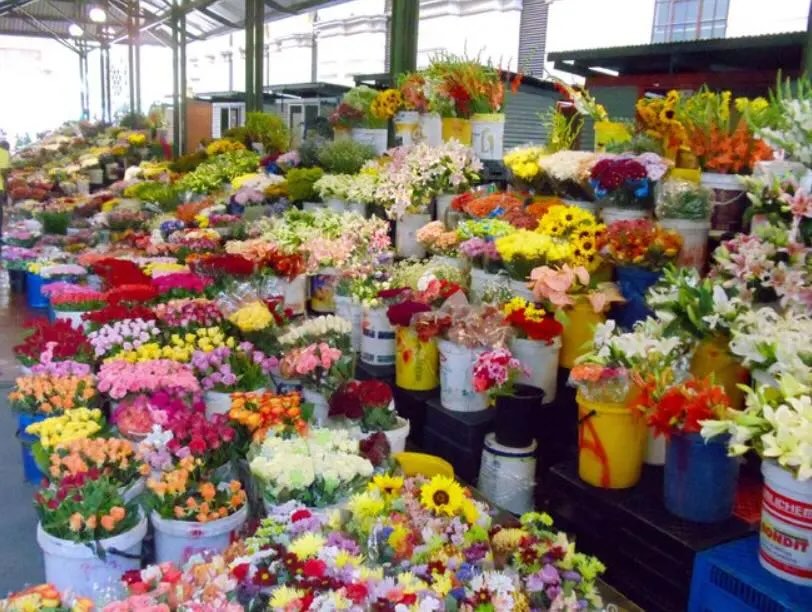 Petals for Every Occasion
