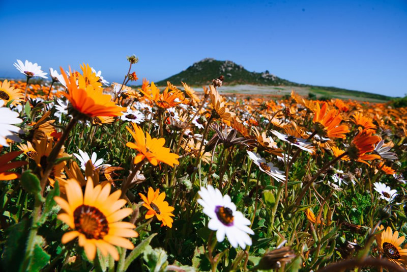 Lambert’s Bay wildflowers