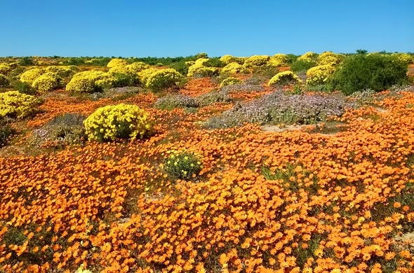 Namaqua Wildflower Fields near Doringbaai