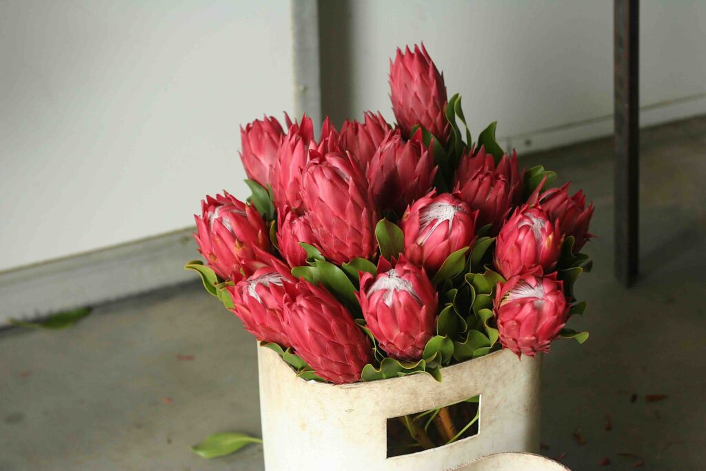 Protea Pride
