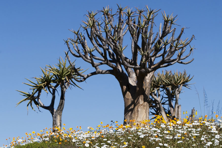 Ramskop Nature Reserve