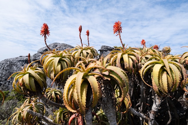 Table Mountain National Park