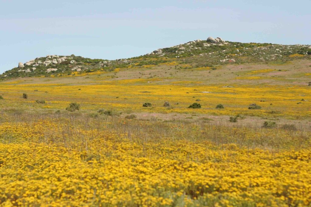 View Wildflowers