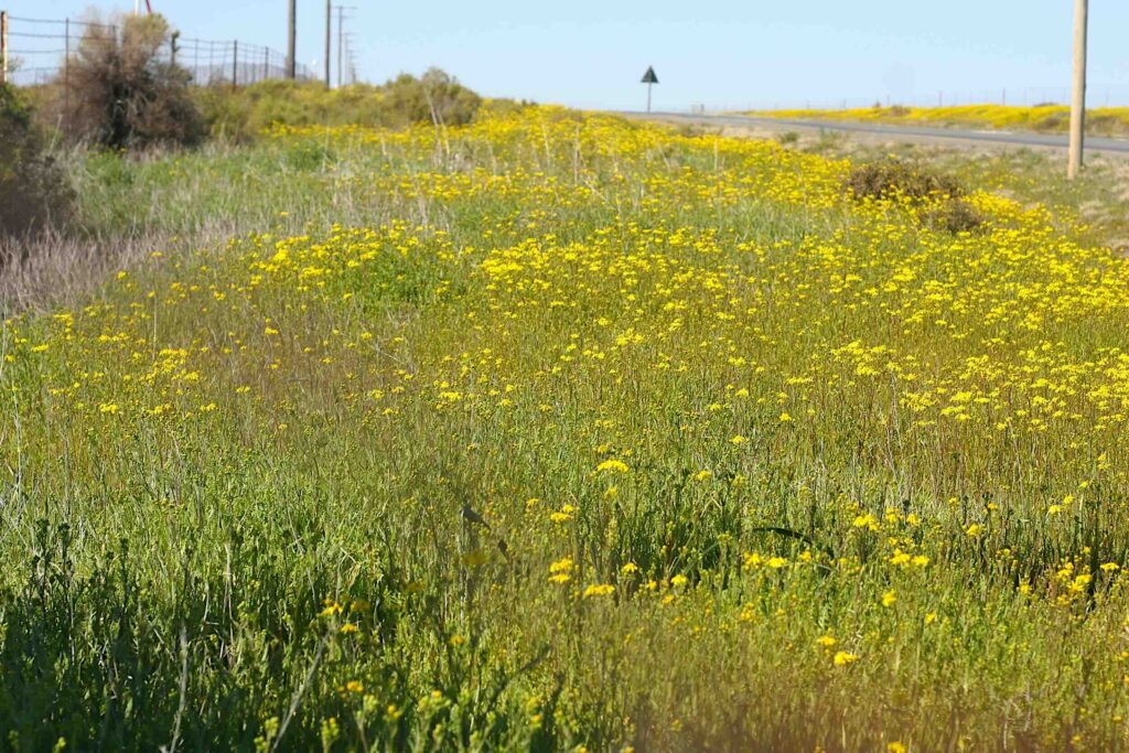 wildflowers