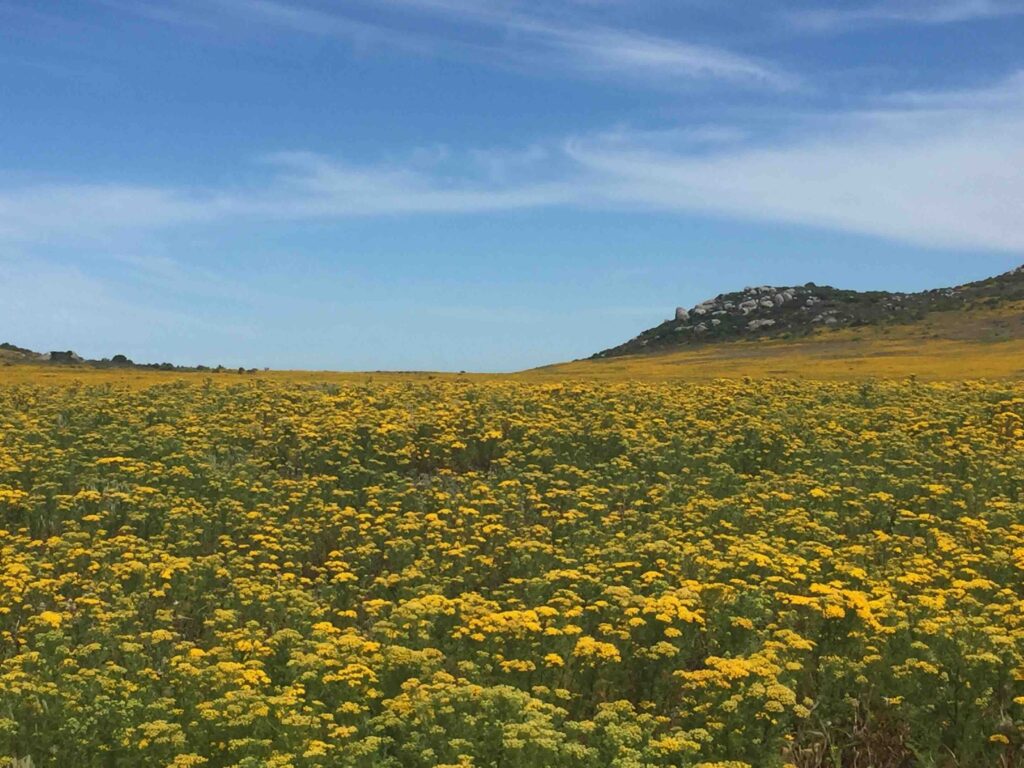 Wildflowers in Cape Town