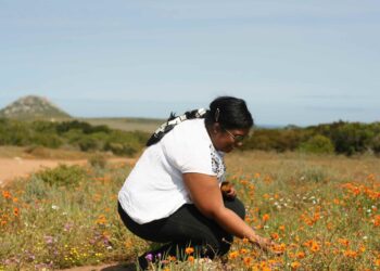 Your Ultimate Guide to Wildflower Season in Cape Town